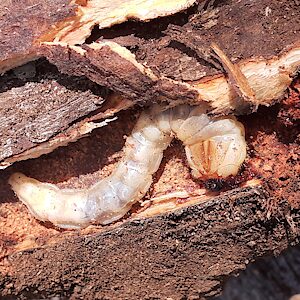 Temognatha heros, PL5664, larva, in Eucalyptus brachycalyx root, EP, 47.0 × 9.9 mm